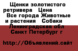 Щенки золотистого ретривера › Цена ­ 15 000 - Все города Животные и растения » Собаки   . Ленинградская обл.,Санкт-Петербург г.